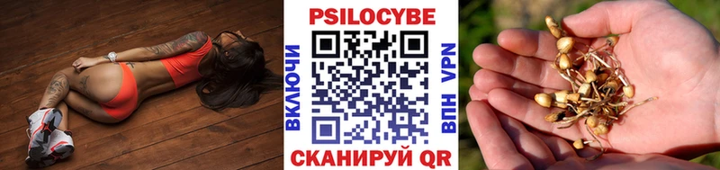 гидра tor  где можно купить   Чадан  Псилоцибиновые грибы Psilocybe 